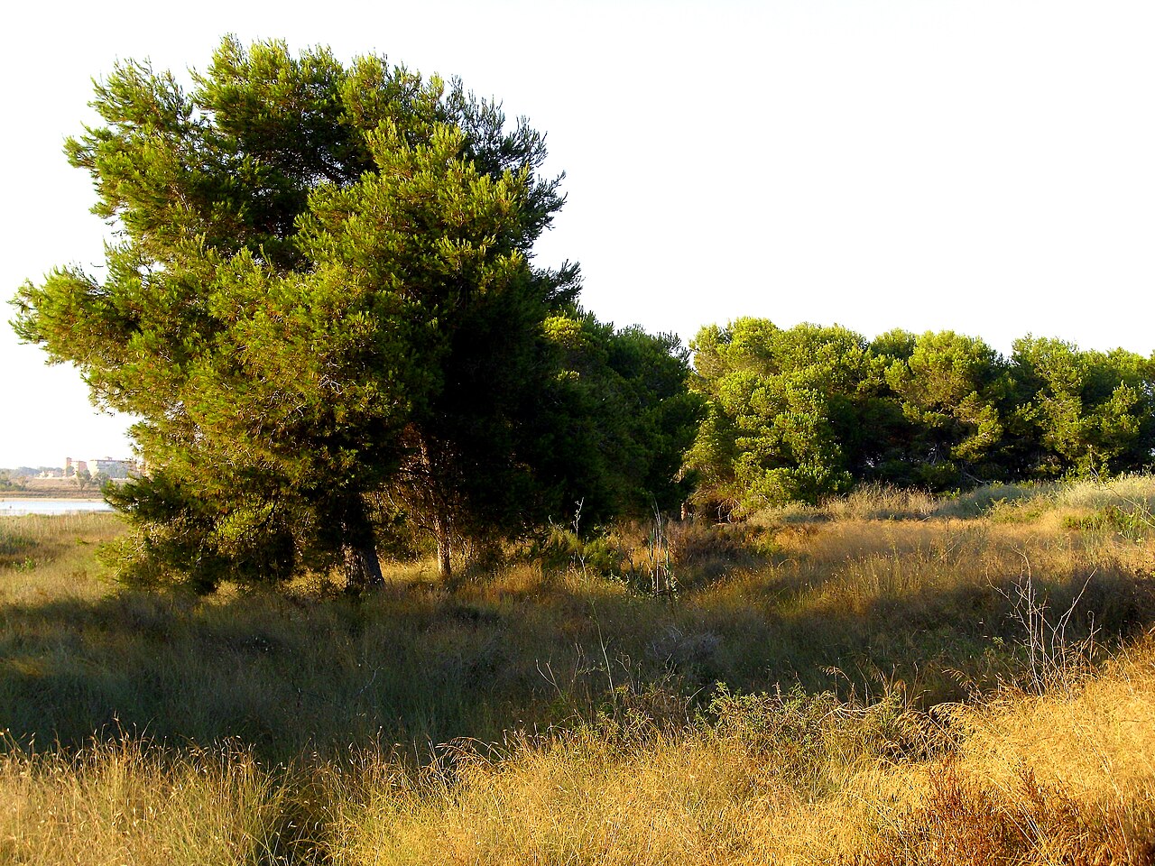 Pinus_halepensis_15July2009_ParqueNaturalLagunasdelaMata